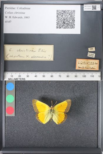 Media type: image;   Entomology 123979